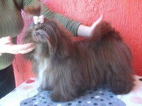 /album/victoriaas-balberas-dogs/vic-jpg/