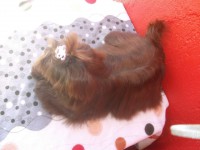 /album/victoriaas-balberas-dogs/vict-jpg/