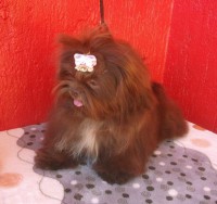 /album/victoriaas-balberas-dogs/victo-jpg/