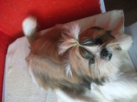 /album/sollarium-gelattium-ayscha-branca-e-vermelha/aych-jpg/