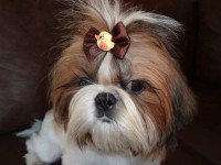 /album/maciello-liz-dogs-branco-e-vermelho/a398428-481179478581513-1783107055-n-jpg/